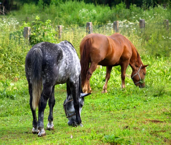 Deux chevaux broutant sur la prairie — Photo