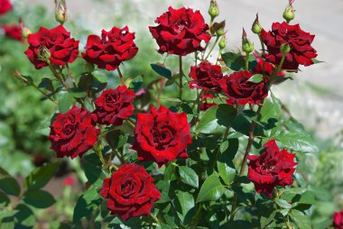 Bush of roses clipart