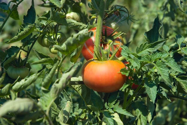 Stock image Tomato