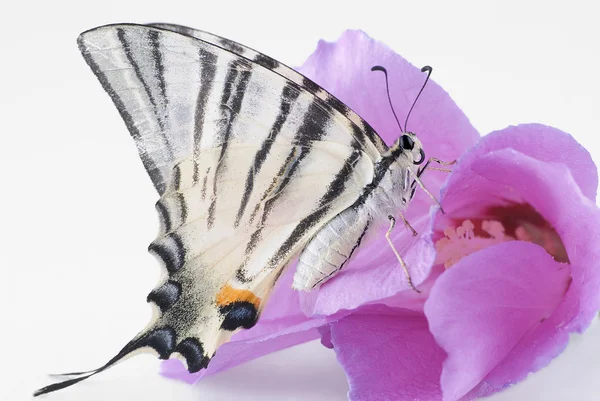 La farfalla — Foto Stock