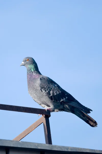 Pigeon — Stock Photo, Image