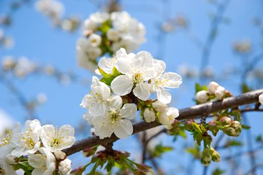 Blossoming cherry