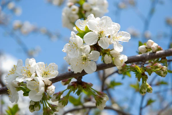 Blossoming cherry — Stock Photo, Image
