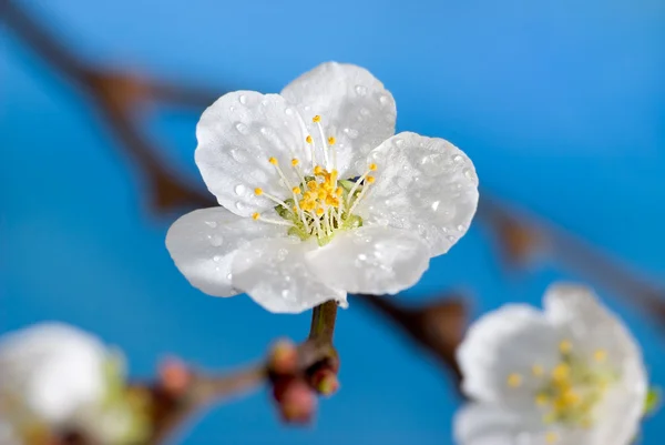 stock image Flowering of an apricot