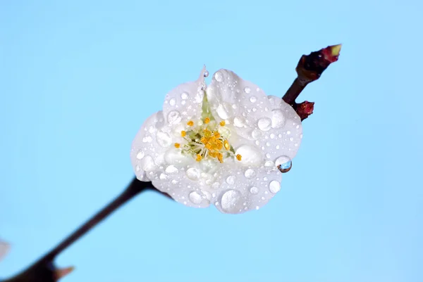 アプリコットの開花 — ストック写真
