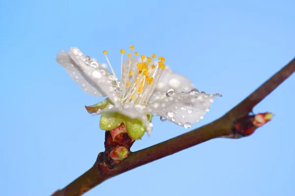 Flowering of an apricot — Stock Photo, Image