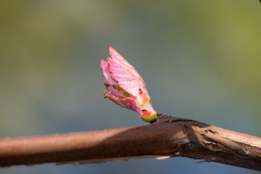 yaprak blossoming