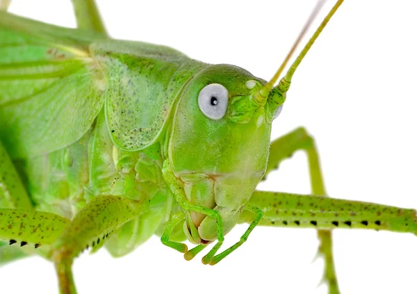 Locust — Stock Photo, Image