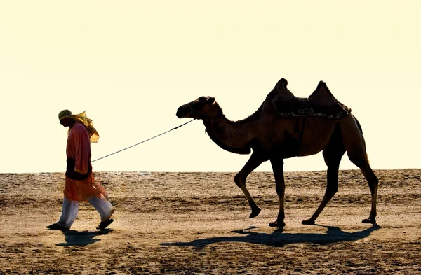 Погонич верблюдів — стокове фото