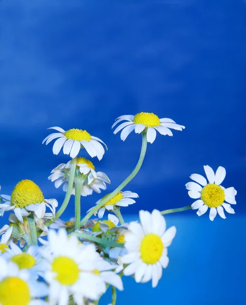 stock image Some spring daisies on a background of sky