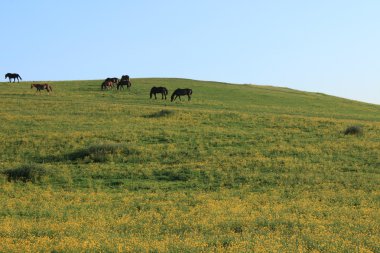 bir tepe üzerinde atlar