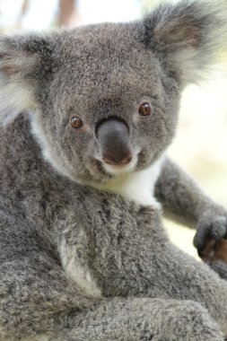 Koala clipart