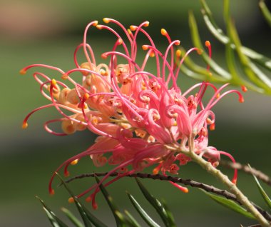 Grevillea flower clipart