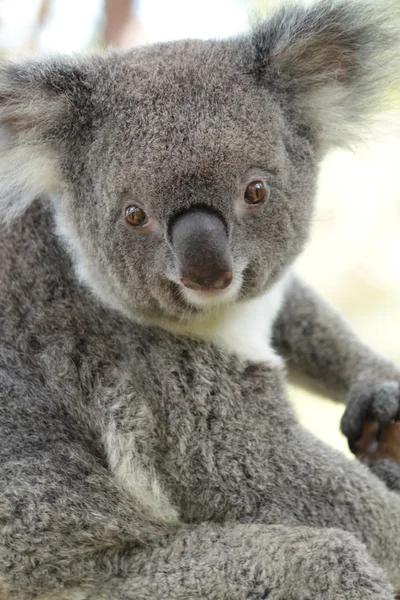 Koala. Imagen de stock