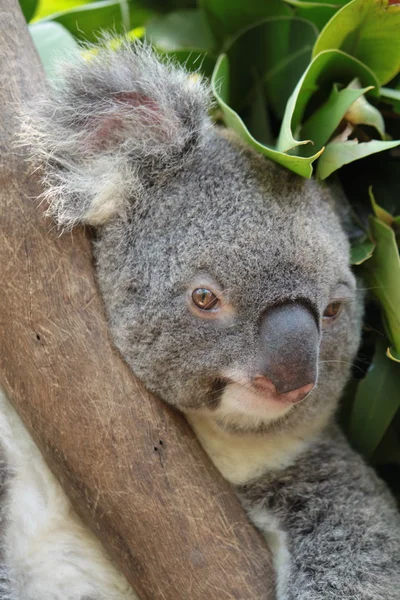 Koala. Imagen De Stock