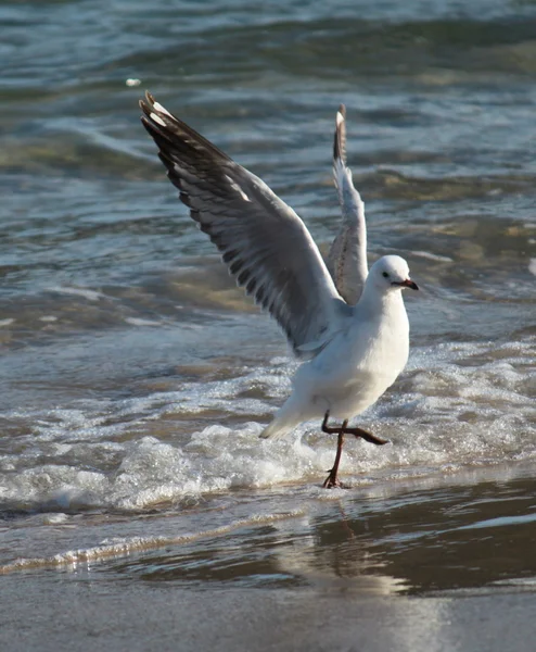 stock image Silver gull