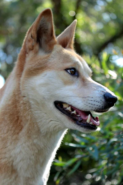 Dingo. Imagen De Stock