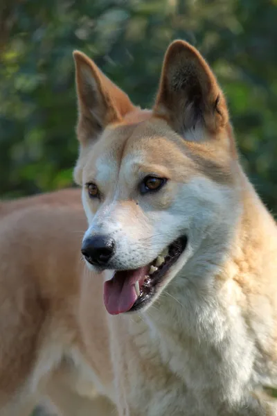 Dingo. Imagen de archivo