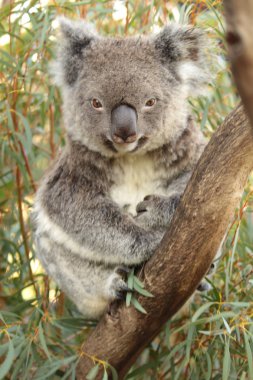 Koala clipart