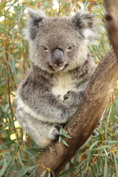 Koala Stock Fotografie