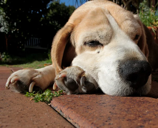 Beagle perro sabueso Imagen de archivo