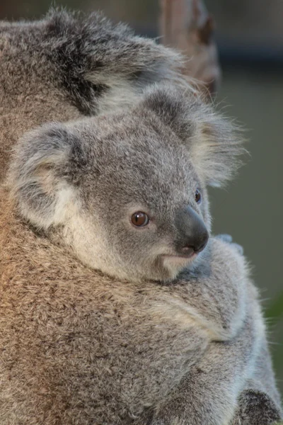 Koala. Imágenes de stock libres de derechos