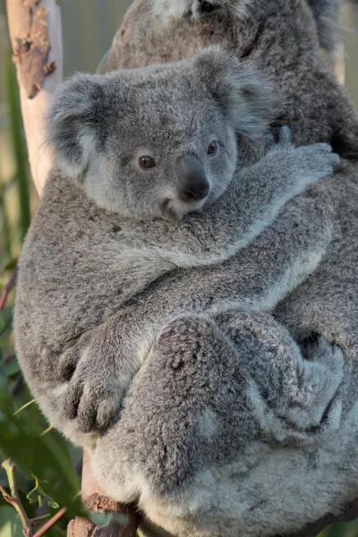 Koala. Imágenes de stock libres de derechos