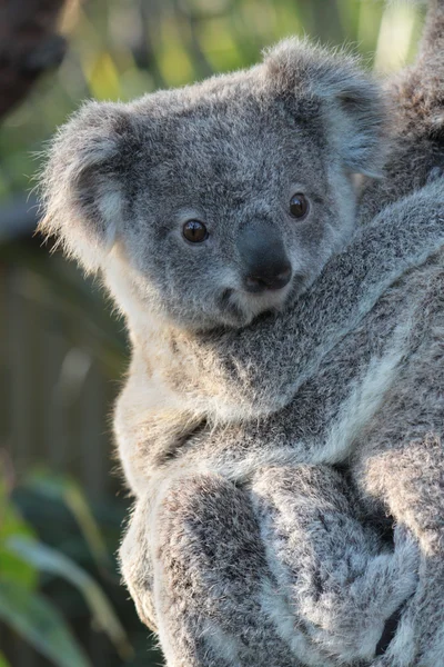 Koala. Imagen de archivo