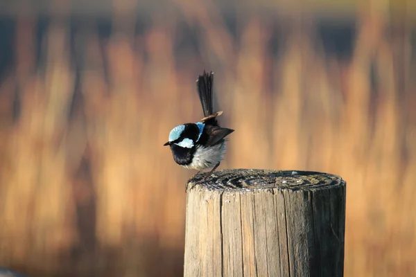Superb peri çit kuşu — Stok fotoğraf