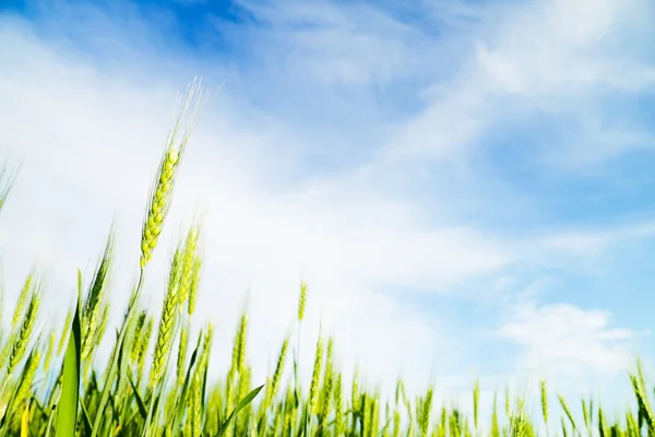 Пшеничное поле, с копирайтом — стоковое фото
