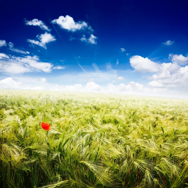 Dreamscape 1, Paesaggio primaverile - campo di grano e cielo nuvoloso — Foto Stock