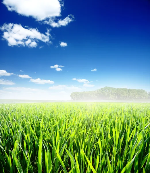 Primavera mattina... campo di erba verde e cielo nuvoloso blu — Foto Stock