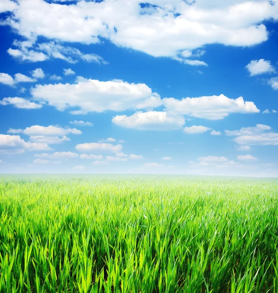 Весеннее утро... поле зеленой травы и голубое облачное небо — стоковое фото