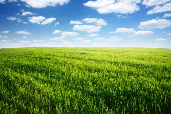 Natur Hintergrund, Frühlingstag... Feld von grünem Gras und bewölktem Himmel — Stockfoto