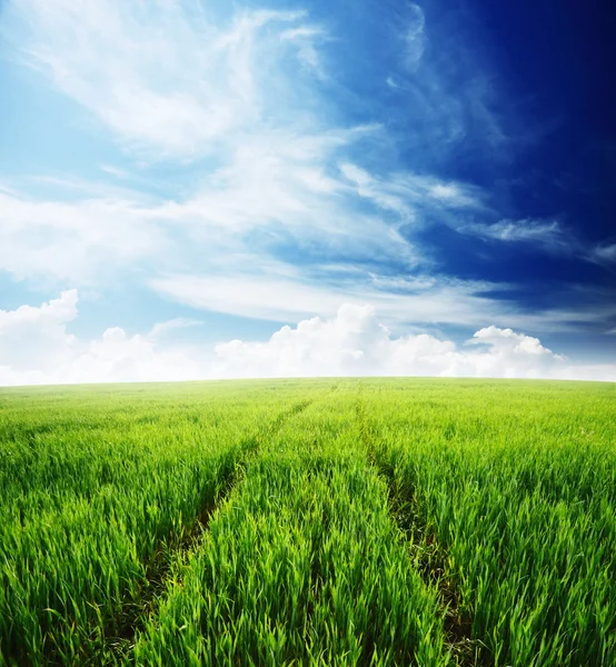 Природный фон, весеннее утро... поле зеленой травы и облачное небо — стоковое фото