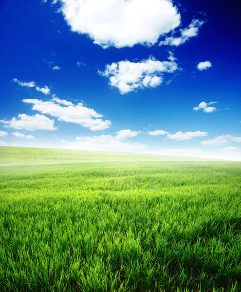 Frühlingsmorgen... Feld mit grünem Gras und blauem bewölkten Himmel — Stockfoto