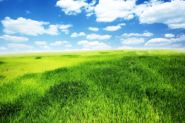 Frühlingsmorgen... Feld mit grünem Gras und blauem bewölkten Himmel — Stockfoto