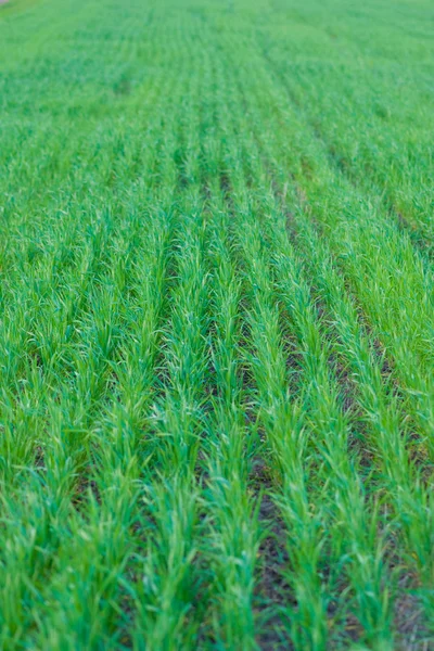 Groene tarwe velden in het voorjaar van — Stockfoto
