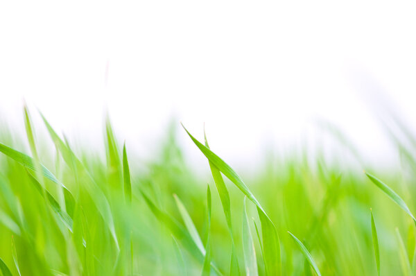 Grass background - selective focus. Wheaten field