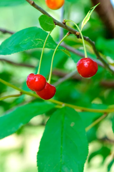 Cherries On Tree — Stock Photo, Image