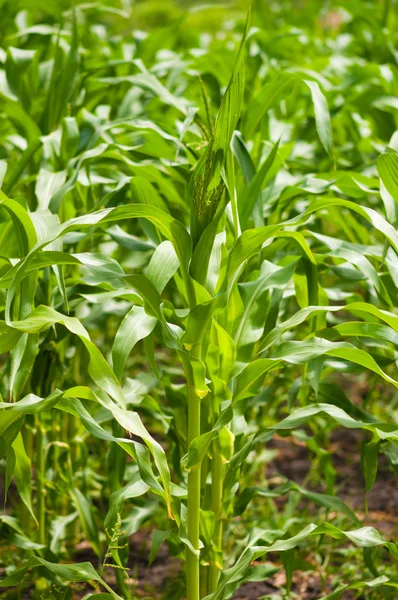 Groene maïs plantage . — Stockfoto