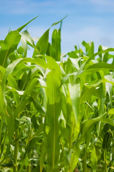 Groene maïs plantage . — Stockfoto