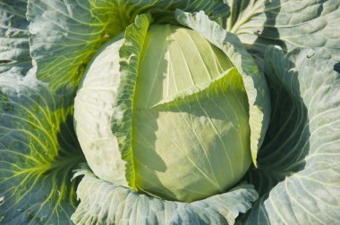 Head of cabbage clipart