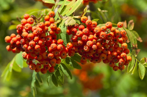 Stock image Branch of mountain ash with ripe fruits