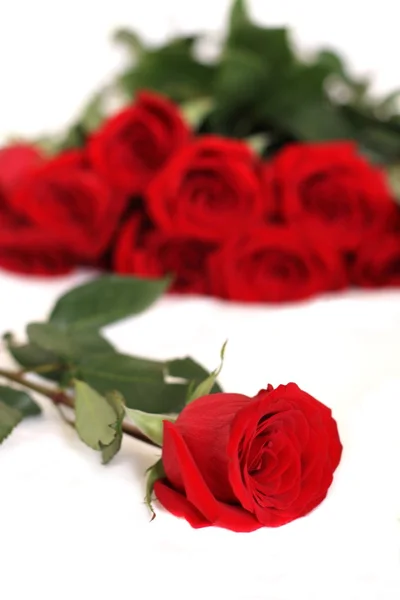Schöne rote Rosen — Stockfoto