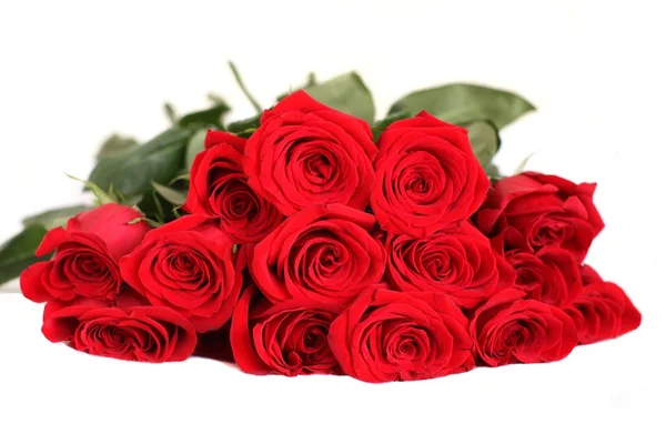 Hermosas rosas rojas Imagen de archivo