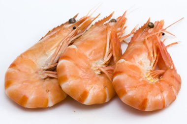 Shrimps clipart