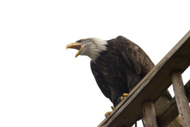 Majestic eagle clipart