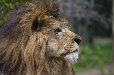 Aslan