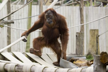 Şirin Bebek orangutan